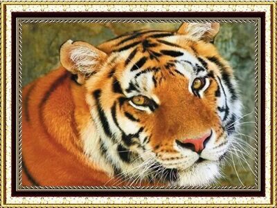 Портрет молодого тигра